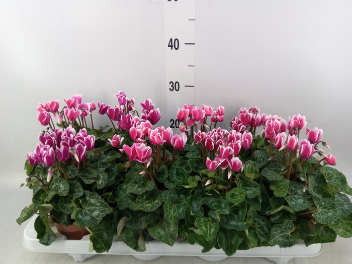 <h4>Cyclamen KL 'Compact Fuji'</h4>