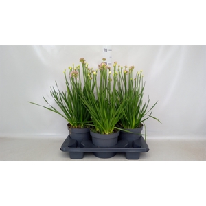Allium  'Millenium'