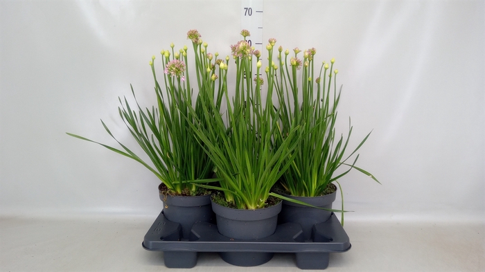 <h4>Allium  'Millenium'</h4>