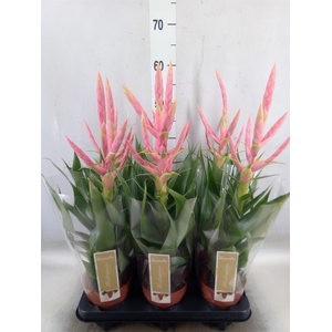 Tillandsia  'Dolce'