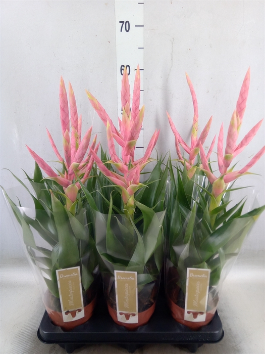 <h4>Tillandsia  'Dolce'</h4>