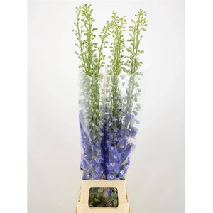 DELPH DU AURORA BLUE
