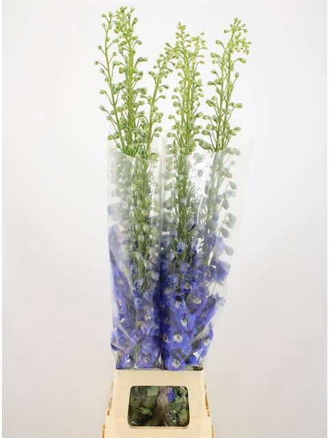 <h4>DELPH DU AURORA BLUE</h4>