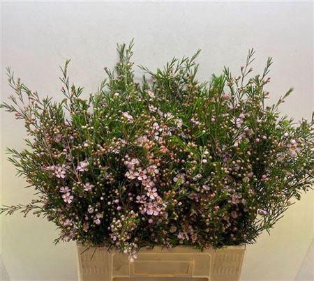 <h4>Chame Un Early Nir</h4>