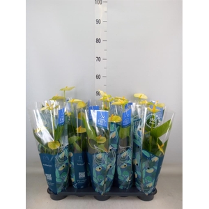 Anthurium andr. 'Vanilla'