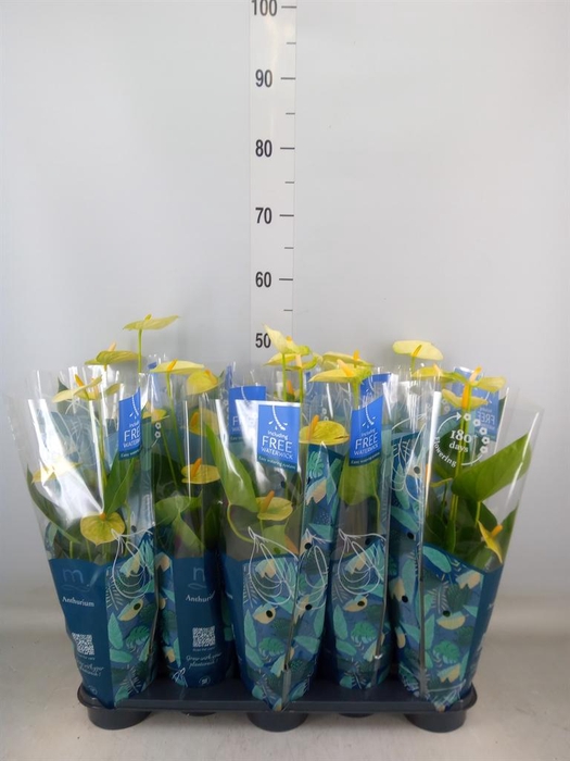 <h4>Anthurium andr. 'Vanilla'</h4>