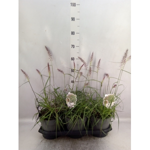 Pennisetum orientale