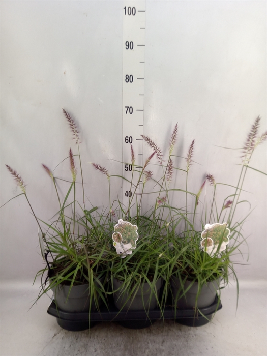 <h4>Pennisetum orientale</h4>