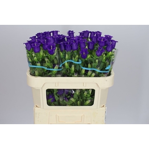 Campanula M Champ Blue