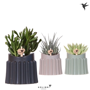 Kolibri Greens Succulenten mix in Raw pot mix