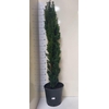 Taxus Ba Fast Robust