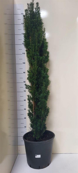 Taxus Ba Fast Robust
