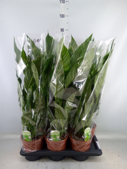 <h4>Spathiphyllum  'Diamond'</h4>