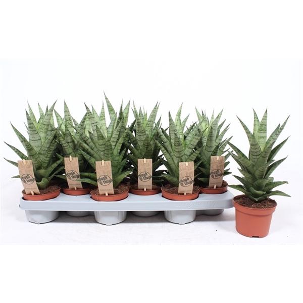 <h4>Sansevieria cylindrica overig</h4>