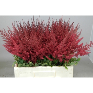 Astilbe Paul Gäarder