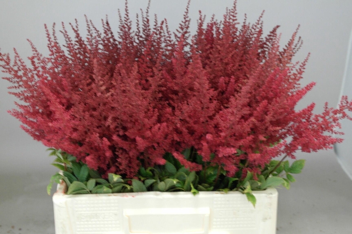 <h4>Astilbe Paul Gäarder</h4>