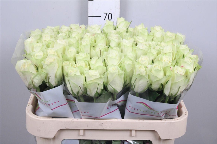 <h4>R Gr Athena</h4>