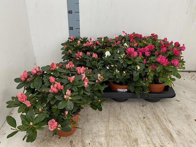 <h4>RHODO SI VOGEL GEM</h4>