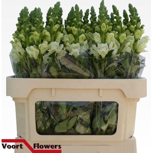 Antirrhinum potomac ivory white