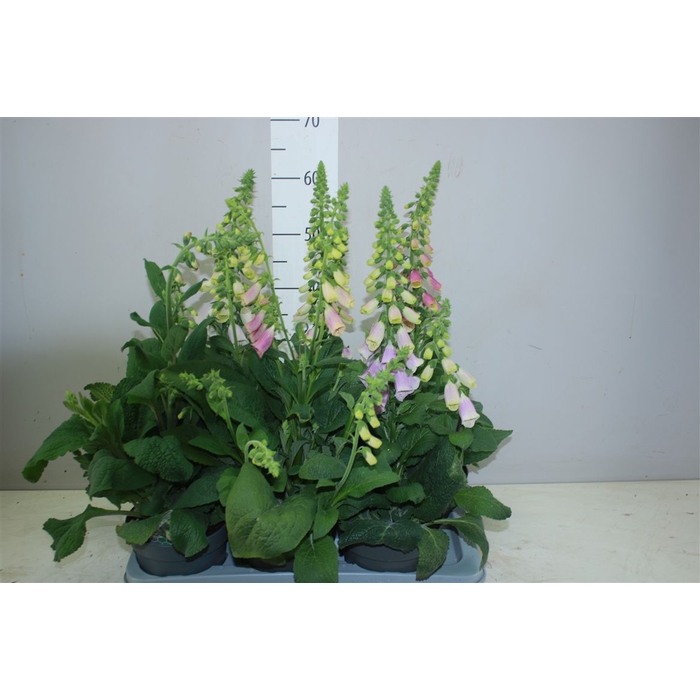 <h4>Digitalis Gemengd</h4>