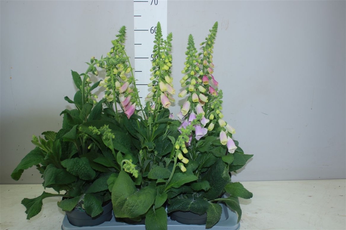 Digitalis Gemengd