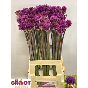 ALLIUM PURPLE SENS