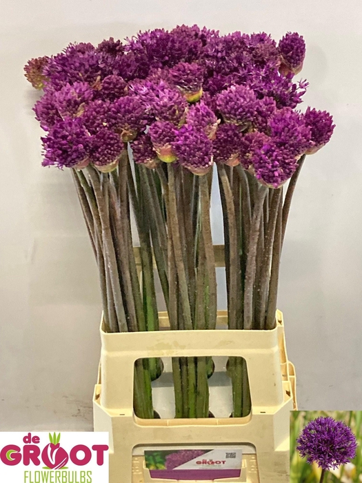 <h4>ALLIUM PURPLE SENS</h4>
