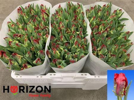 <h4>Tu Pa Seadov Parrot</h4>