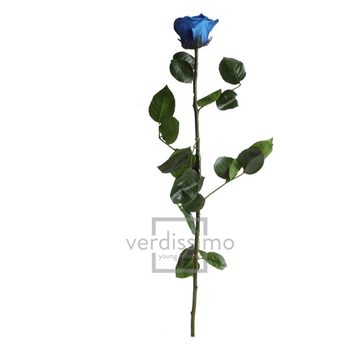 Roos op steel Standard 55cm D.blauw