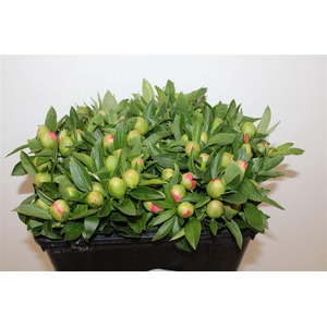 Paeo L Pink Hawaiian Coral