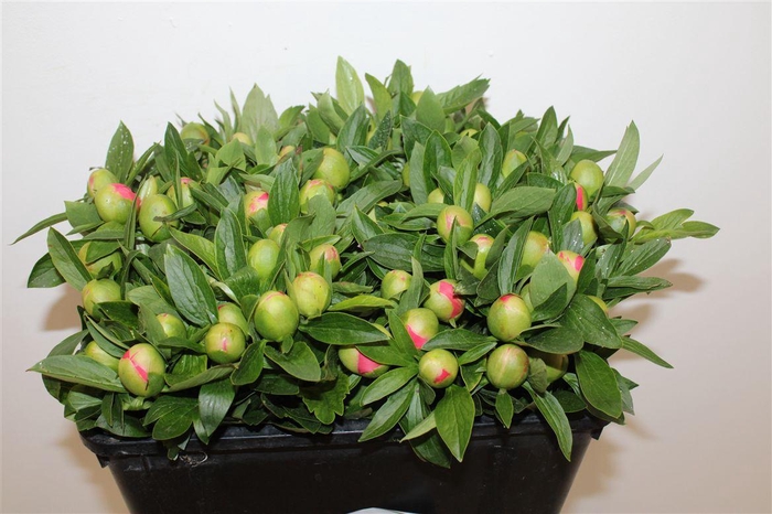 <h4>Paeo L Pink Hawaiian Coral</h4>