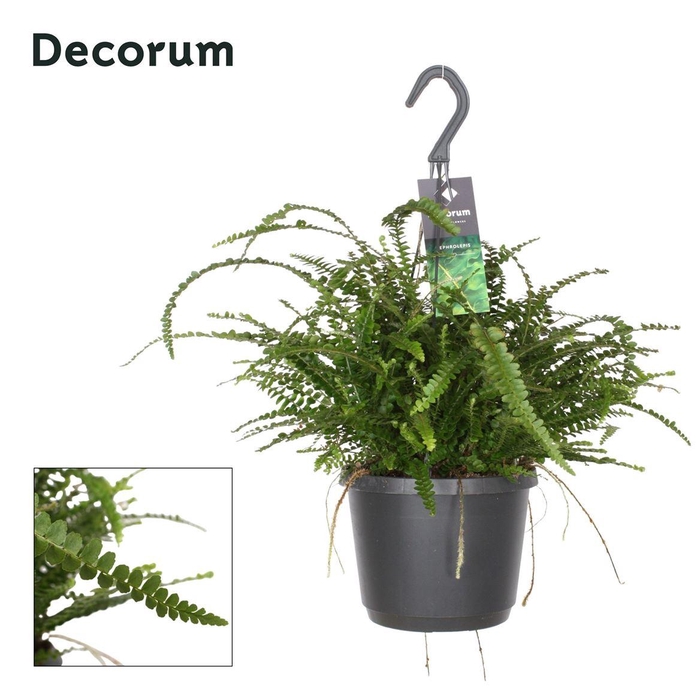 <h4>Nephrolepis cordifolia 'Duffii'</h4>