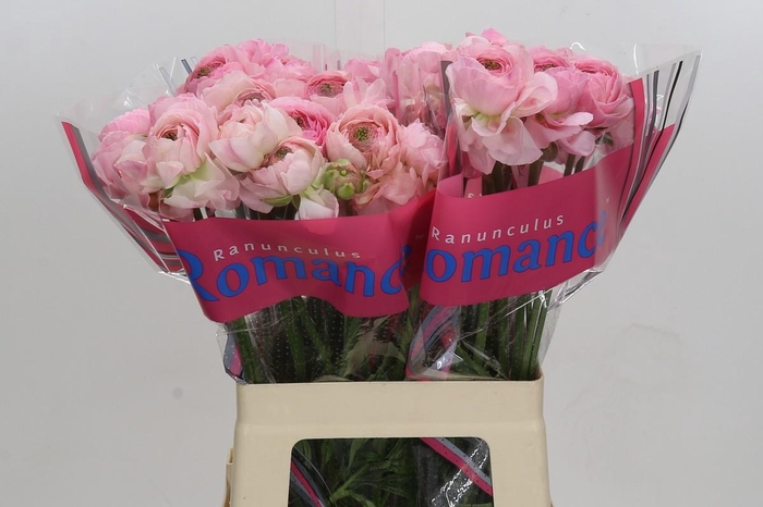 <h4>Ranunculus Romance Maritime</h4>