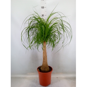 Beaucarnea recurvata