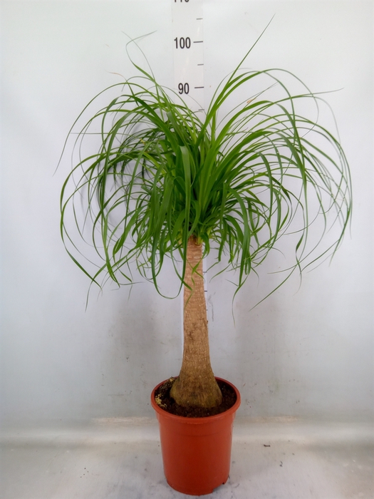 <h4>Beaucarnea recurvata</h4>