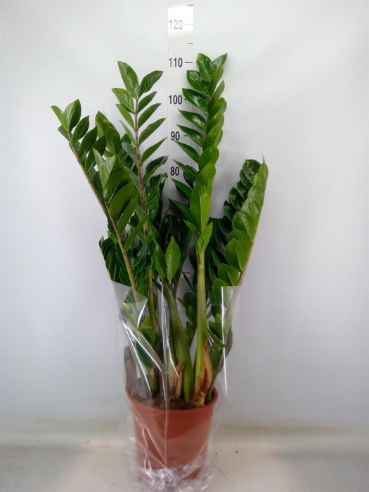 <h4>Zamioculcas zamiifolia</h4>