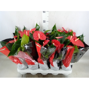 Anthurium andr. 'Royal Champion'