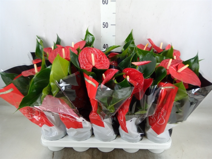 <h4>Anthurium andr. 'Royal Champion'</h4>