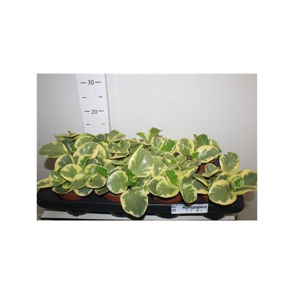 <h4>Pep Obt Variegata</h4>