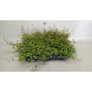 Muehlenbeckia com. 'Mao'ri'