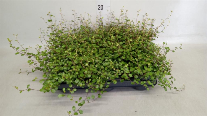 <h4>Muehlenbeckia com. 'Mao'ri'</h4>