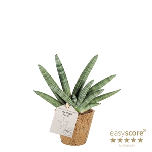 SANSEVIERIA BONCELLENSIS P11 BONCEL COCOZ