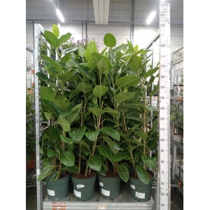 Ficus altissima