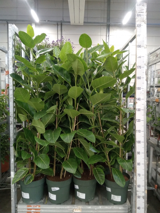 <h4>Ficus altissima</h4>