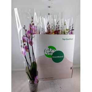 Phalaenopsis   ...mix