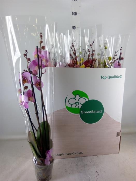 <h4>Phalaenopsis   ...mix</h4>