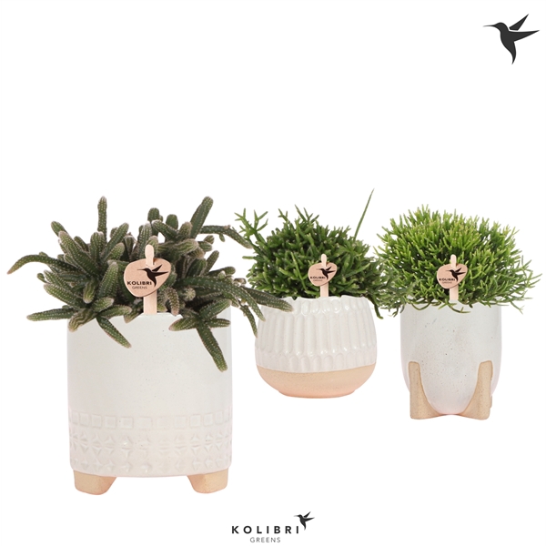 <h4>Kolibri Greens Rhipsalis mix in Desert pot white</h4>