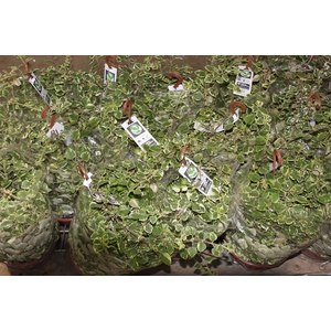 PLECTRANTHUS COLEOIDES C21