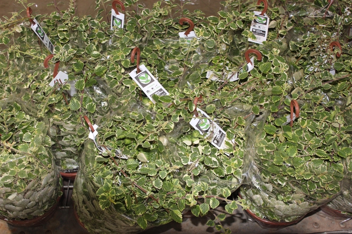 PLECTRANTHUS COLEOIDES C21