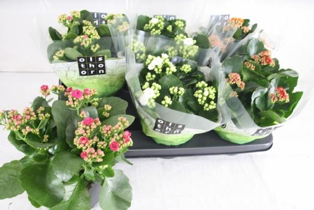 <h4>KAL GE GEM 5 KL</h4>